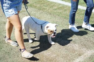 Tow female friends alongside a boxed dog walking: Best Dog Breeds for Female Soccer Players